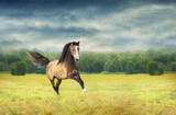 Fototapeta Konie - Young horse galloping in autumn field