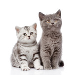 Fototapeta Koty - Scottish kitten and british shorthair kitten. isolated on white