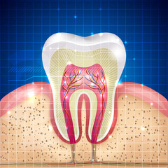 Poster - Beautiful tooth cross section illustration