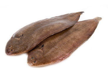 Whole couple fresh sole fish on white background