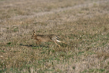 Canvas Print - Brown hare, Lepus europaeus