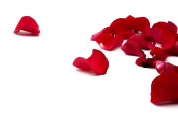 Wall Mural - close up of rose petals on white background.