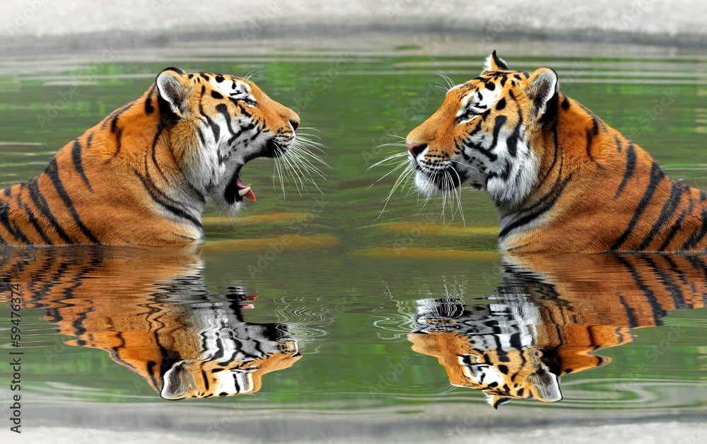 Tygrysy syberyjskie w wodzie - obrazy, fototapety, plakaty 