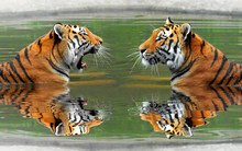 Siberian Tigers In Water