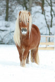 Beautiful chestnut pony with long mane in winter