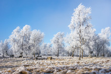 Hoarfrost Covered Grove