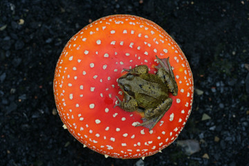 Wall Mural - Common frog, Rana temporaria