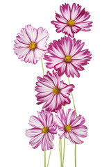 cosmos