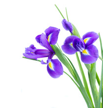 Blue Irise Flowers Close Up
