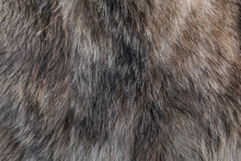 Wolf Fur Texture