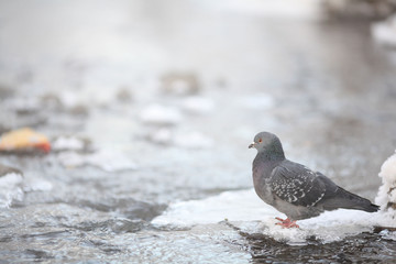 Wall Mural - small bird in the cold winter