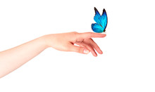 Butterfly On Woman's Hand. In Motion