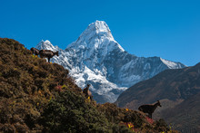 Himalayan Tahrs And Mt. Ama Dablam
