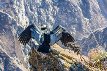 Wall Mural - Condor at Colca canyon  sitting,Peru,South America.