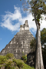 Wall Mural - Tikal, Guatemala