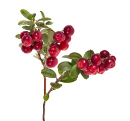 Sticker - isolated on white large red cowberry branch