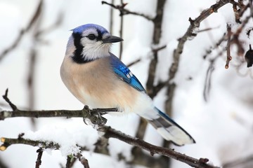 Blue Jay In Snow