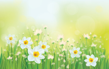 Wall Mural - vector daffodil flowers on sky background.