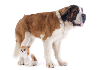 Wall Mural - Saint Bernard and chihuahua