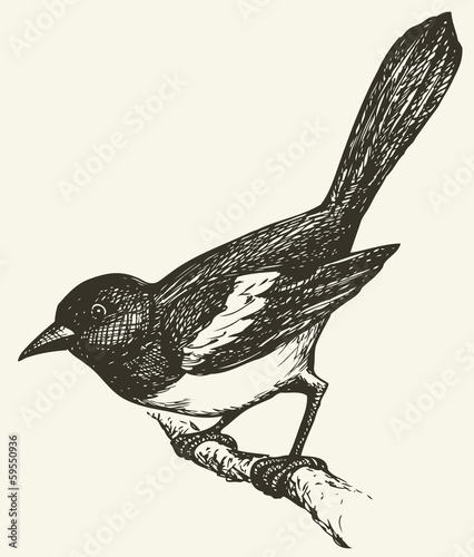 Cuadros en Lienzo Vector drawing of a series of sketches Birds. Magpie