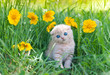 Cute little kitten sitting in flower meadow