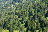 Fototapeta Las - coniferous trees in the mountains in Kazakhstan