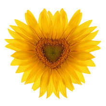 Sunflower Flower In The Shape Of Heart