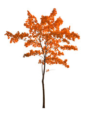 Canvas Print - small red isolated maple