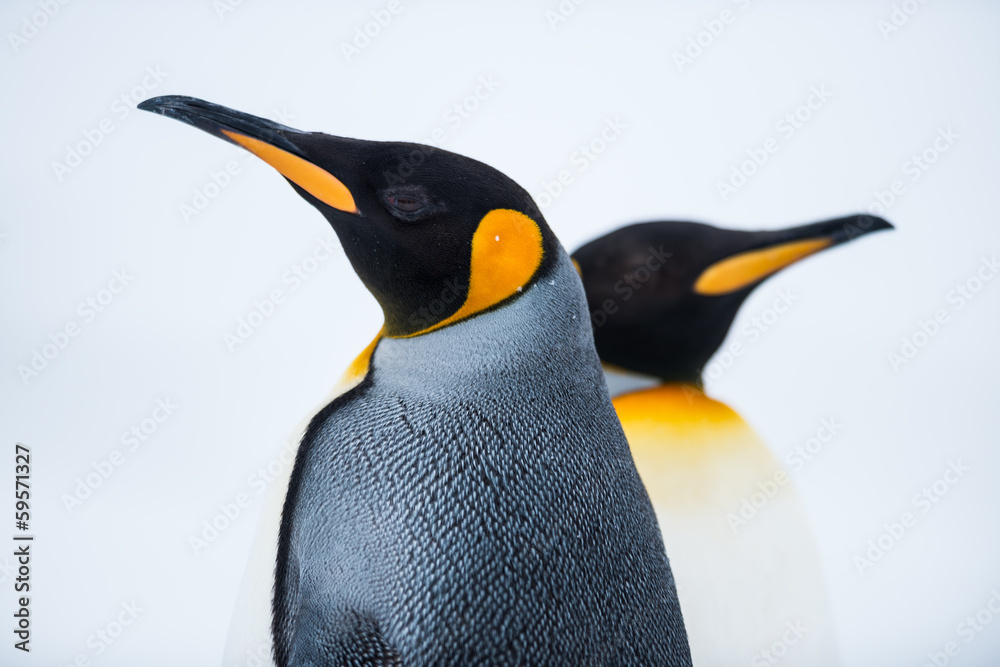 King Penguin Couple in love - obrazy, fototapety, plakaty 