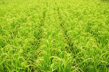 Poster - Rice Field