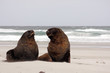 New Zeland sea lions