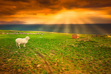 Sheep On Coast Under Idyllic Sunset