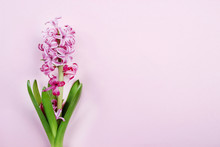 Pink Hyacinth On Pink Background. Copy Space