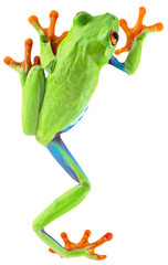 red eyed tree frog