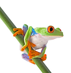 Wall Mural - red eyed tree frog isolated