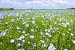 Blooming flax field
