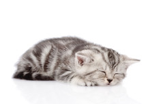 Scottish Kitten Sleeping. Isolated On White Background
