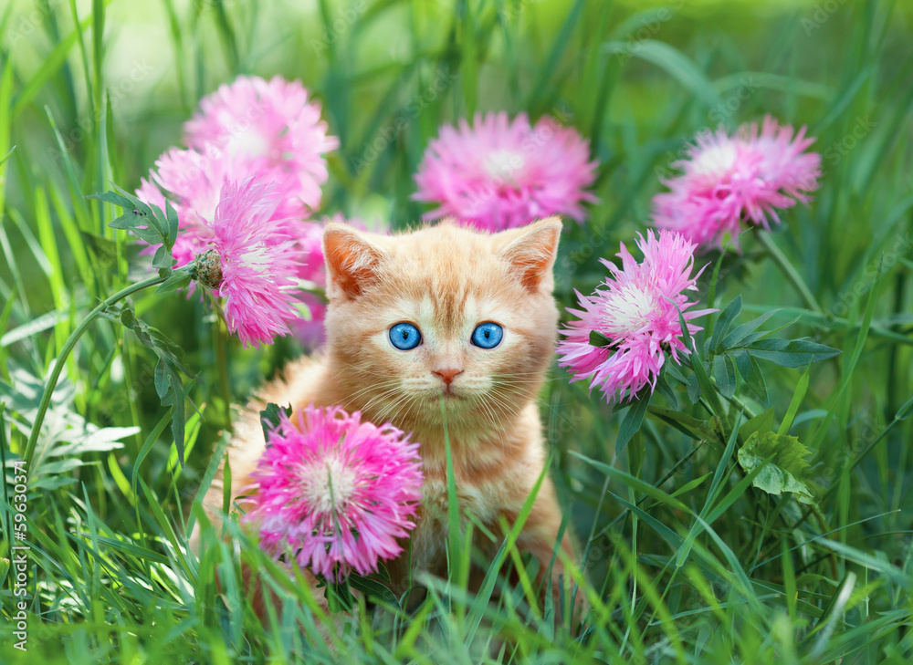 Cute little kitten sitting in rose flower meadow - obrazy, fototapety, plakaty 