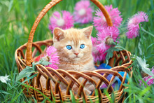 Cute Little Kitten Sitting In A Basket On The Floral Lawn