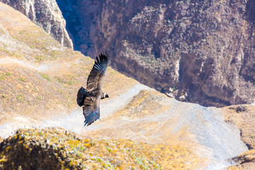 Wall Mural - Flying condor over Colca canyon,Peru,South America.