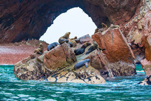 South American Sea Lions Relaxing On Rocks Of Ballestas
