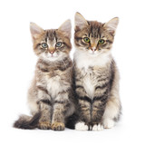 Fototapeta Koty - Two small kittens