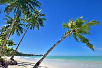 Wall Mural - Coconut palms