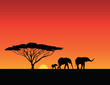 Sunset Africa elephants family