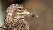 Close Up Of A Greater Roadrunner
