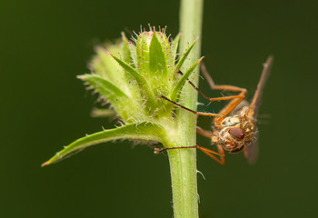 Canvas Print - Fly insect