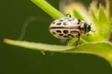 Wall Mural - Beetle insect