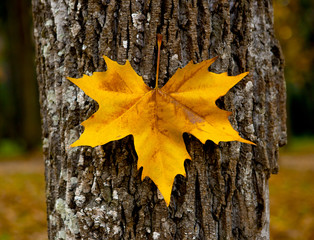 Wall Mural - Close-up of a beautiful autumn leaf on a trunk of a tree