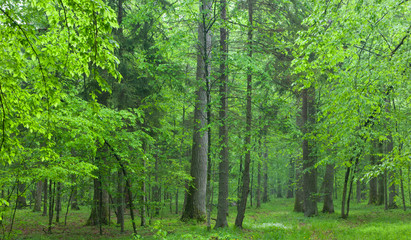  Old oaks in summer misty forest