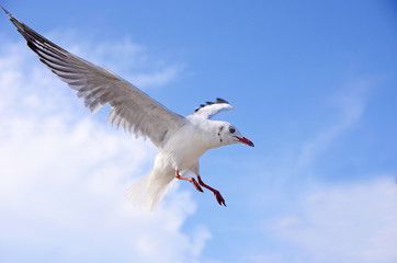 Wall Mural - seagulls